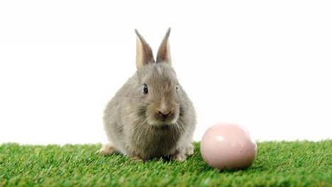 Easter-egg-and-Easter-bunny-on-grass