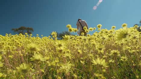 Joven-Camina-A-Través-De-Un-Prado-De-Flores-Silvestres-Eternas-Amarillas-Oscilantes-En-El-Parque-De-Conservación-De-Coalseam