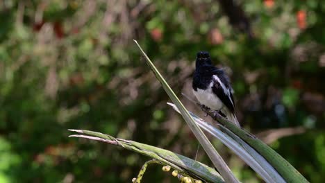 The-Oriental-magpie-robin-is-a-very-common-passerine-bird-in-Thailand-in-which-it-can-be-seen-anywhere