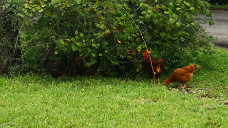 Chickens-running-wild-in-Johnson-City-Texas