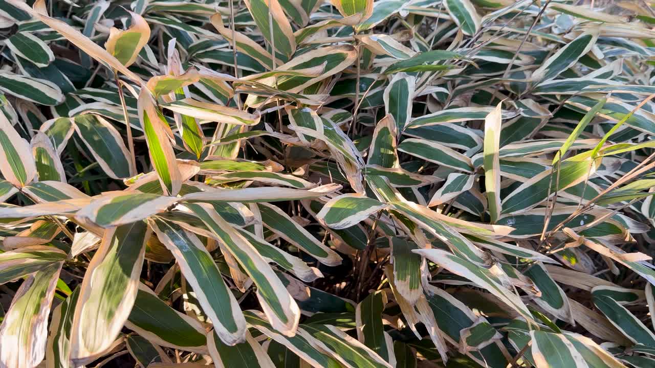Primo piano di foglie di bambù striate che ondeggiano dolcemente alla luce naturale del sole in un giardino giapponese.