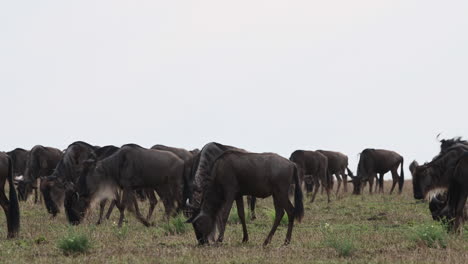 gran manada de ñus azules migrando sobre las llanuras del serengeti, tanzania