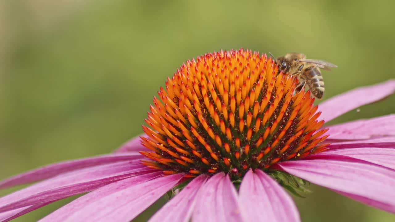 macro de una abeja silvestre polinizando una flor de cono naranja contra un fondo borroso