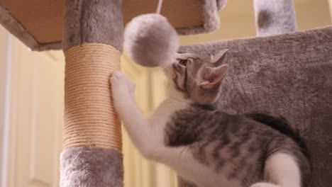 pequeño gato atigrado plateado jugando bola de pelo en cattree