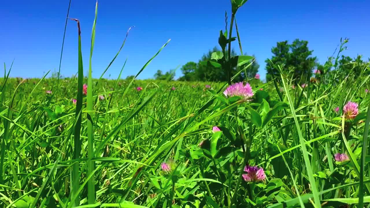 Clover field under blue sky
