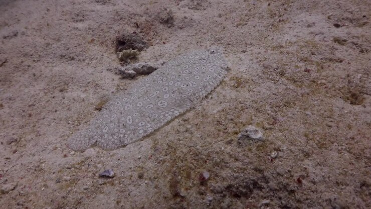 Panoramica di un rombo pavone che nuota lungo la sabbia sott'acqua a Phuket, Thailandia