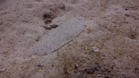 peacock flounder fish wide shot swimming along sand underwater in phuket, thailand