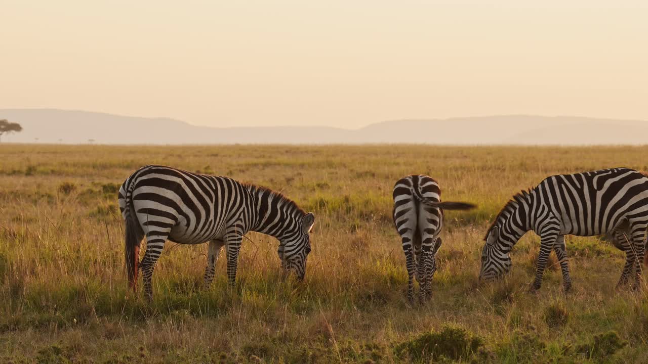 Zebra Herd, Africa Animals on African Wildlife Safari in Masai Mara in Kenya at Maasai Mara National Reserve, Grazing in Beautiful Golden Hour Sunset Sun Light, Steadicam Tracking Gimbal Shot