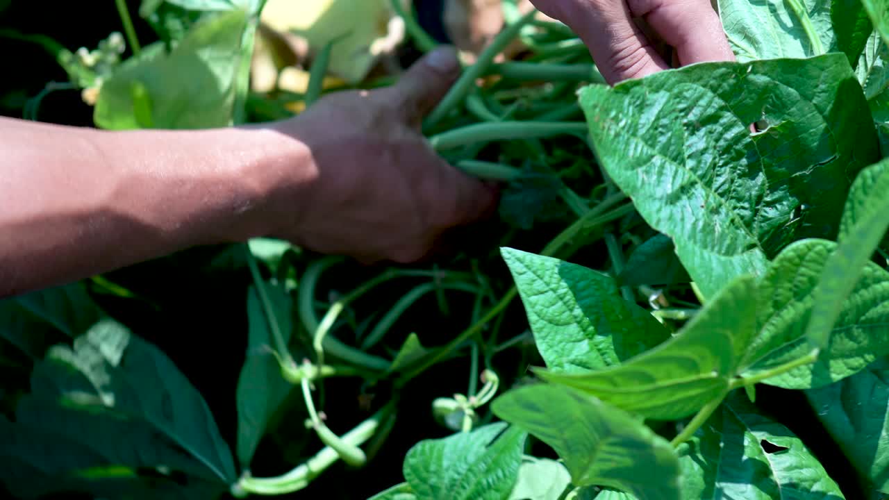 primer plano de las manos del granjero mientras recoge judías verdes-1