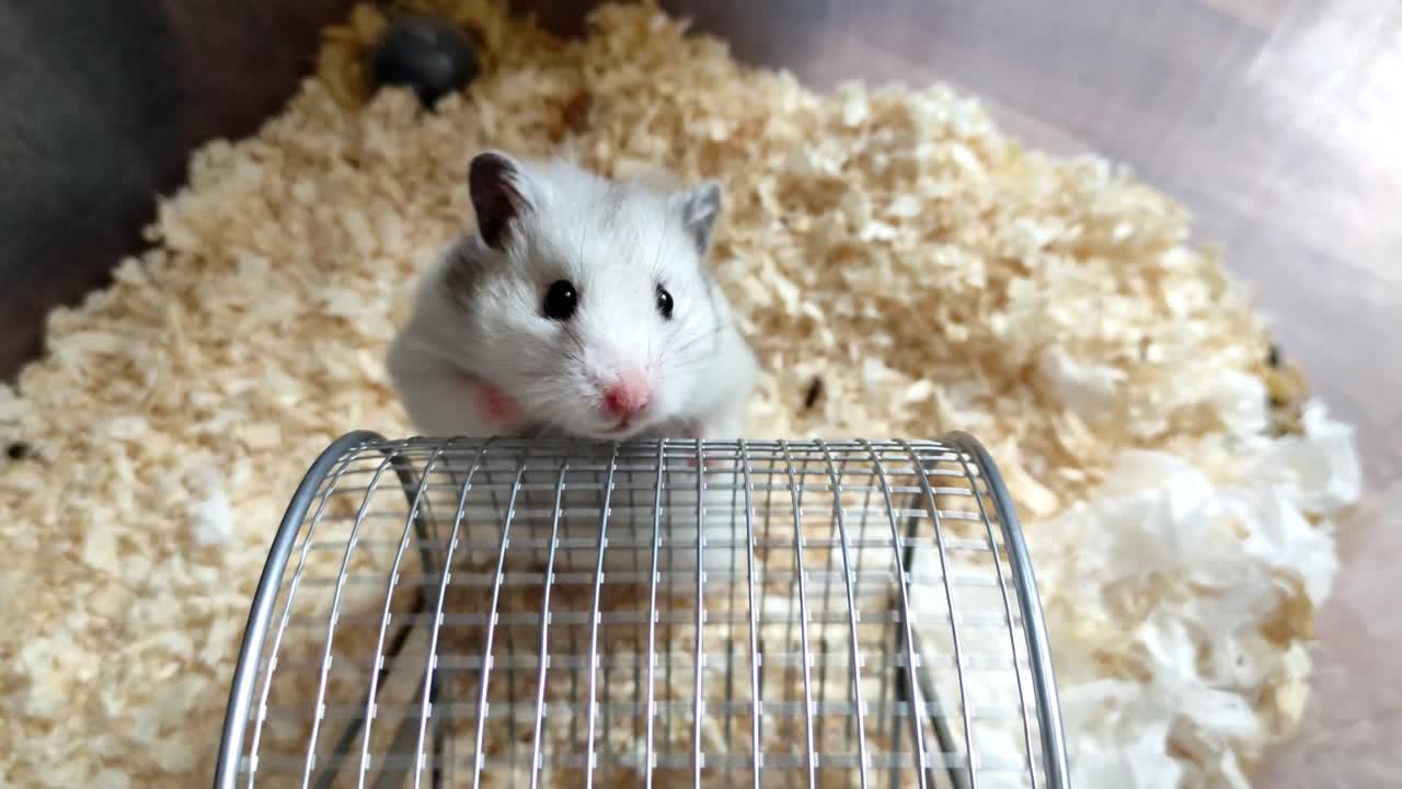 시리아 햄스터는 앞 발로 바를 회전시니다.