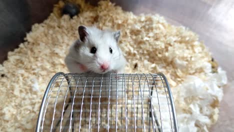 syrian hamster turns a wheel with its front paws