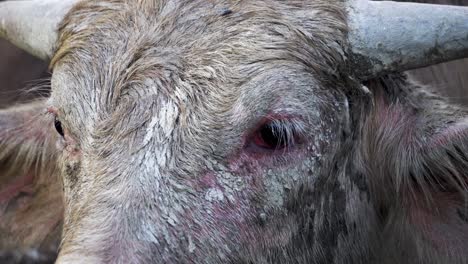 Close-up-the-eye-of-buffalo.