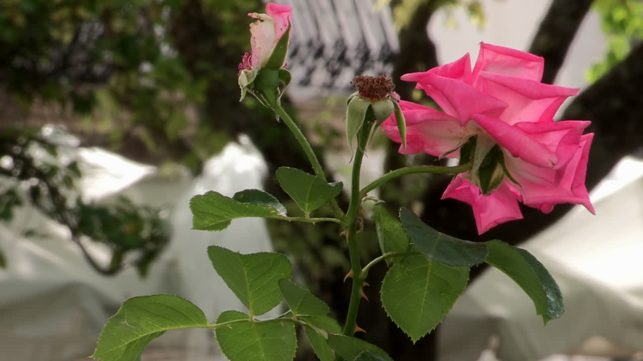 A close-up of a rose, with a fountain of water in the blurred background