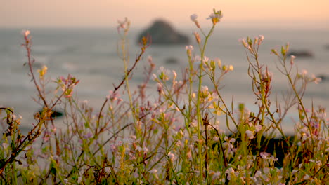 wildflowers moving in the breeze at the oregon coast in bandon with famous rock formation face rock in the background, serene and tranquil sunset scene