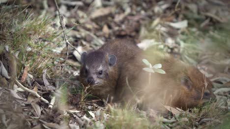 rock hyrax - procavia capensis also dassie, cape hyrax, rock rabbit or coney, terrestrial mammal native to africa and the middle east, small cubs or youngsters eat and play on rocks