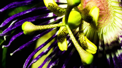 passion flower bursting into bloom