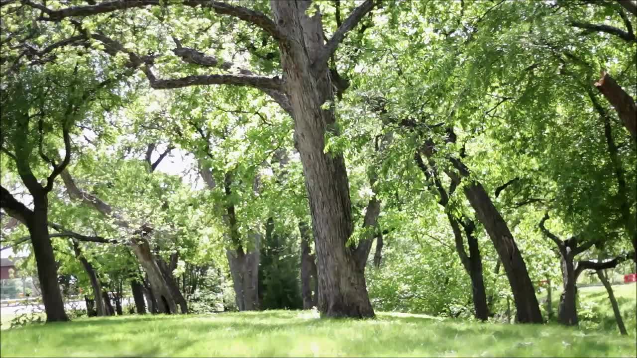 Green leaves at the trees are moving in the wind