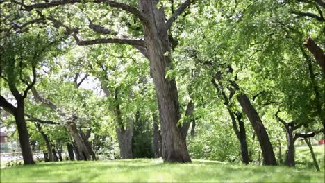 green leaves at the trees are moving in the wind