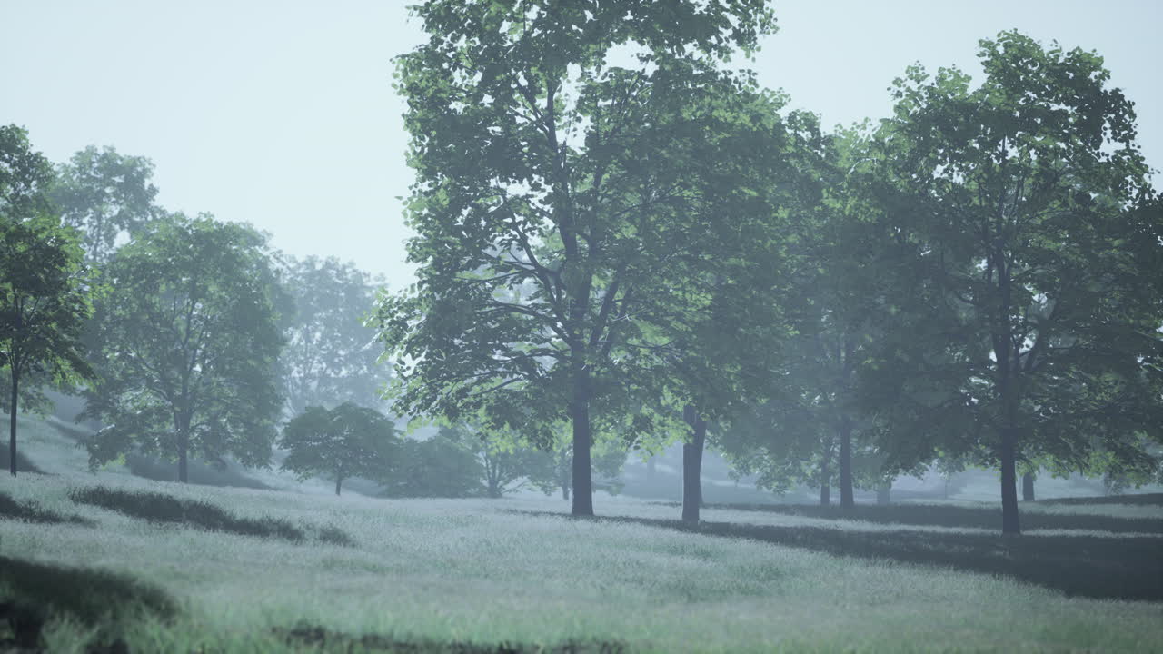 숲 속 에 있는 메이플 잎