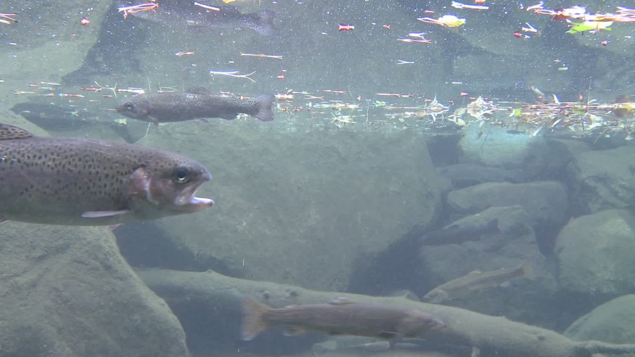 Rainbow trout swimming underwater in a pond 1