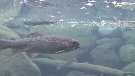 rainbow trout swimming underwater in a pond 1