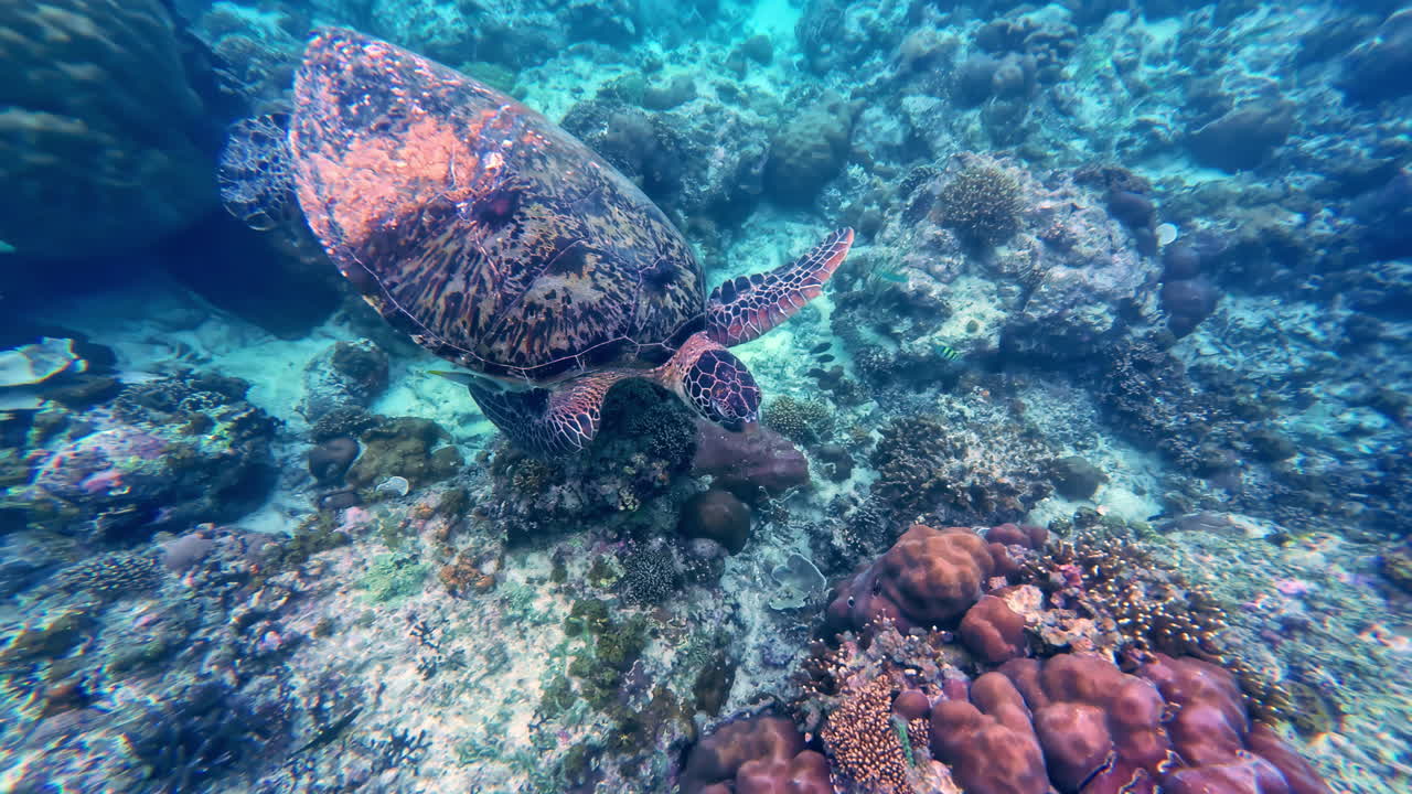 Turtle Paradise on Gili Indah, North Lombok Regency, West Nusa Tenggara