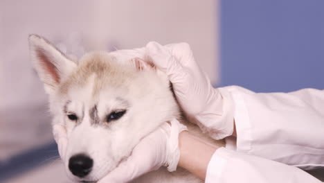 vet stroking a dog