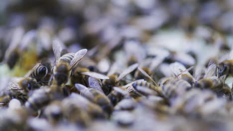 close up de las abejas en el marco de la miel en la colmena