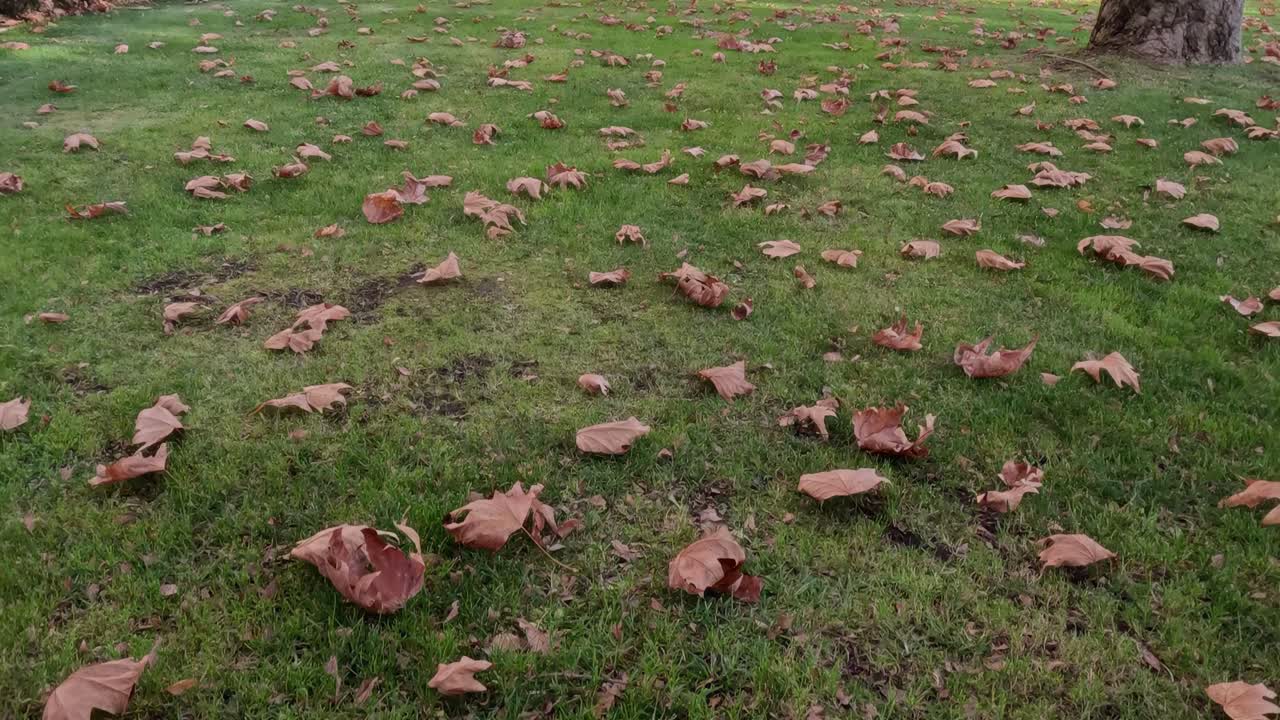 Crisp autumn leaves cover the green grass under clear blue skies in a peaceful urban park.