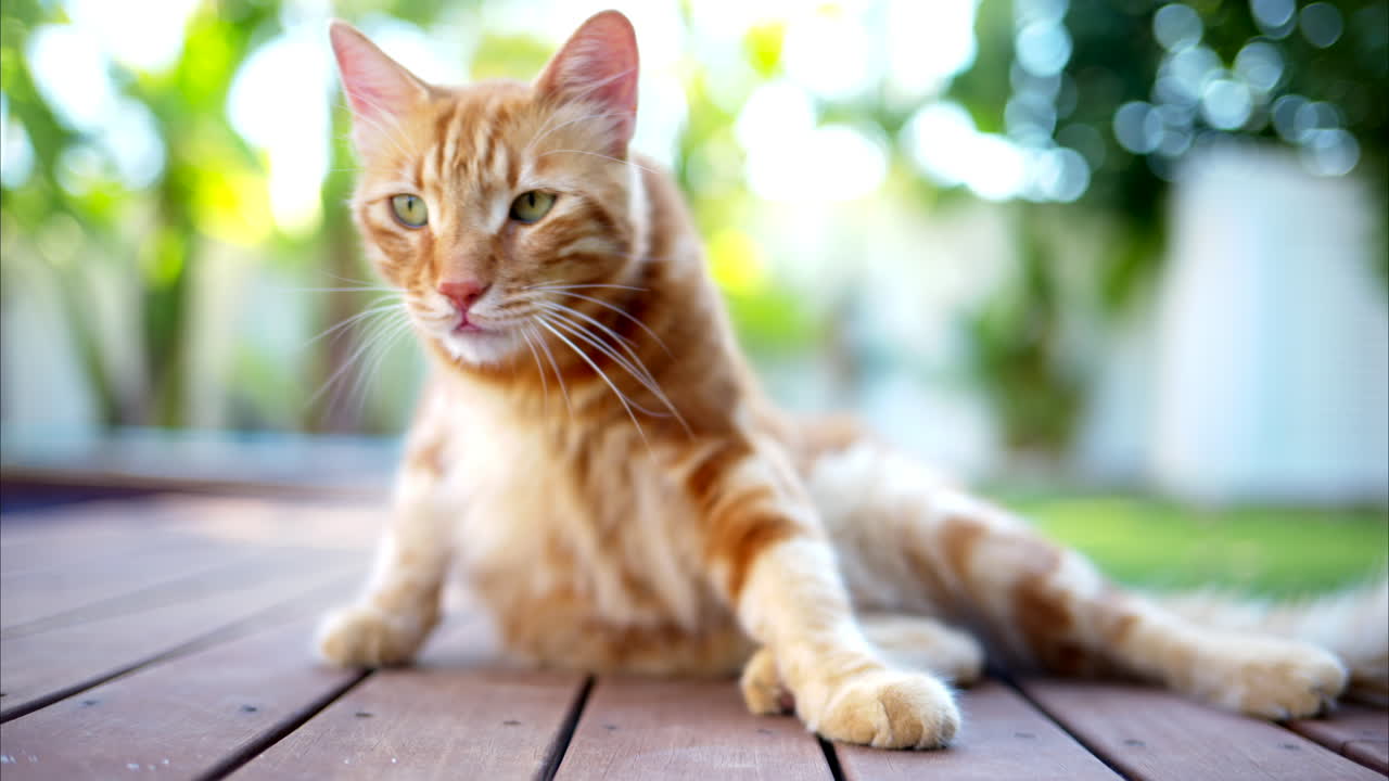 Gatto rosso a riposo in piscina a Cipro