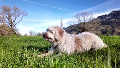 a white dog lies on the grass while playing with bait from wooden branches