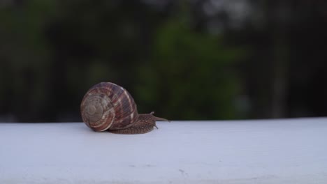 Snail on a White Surface