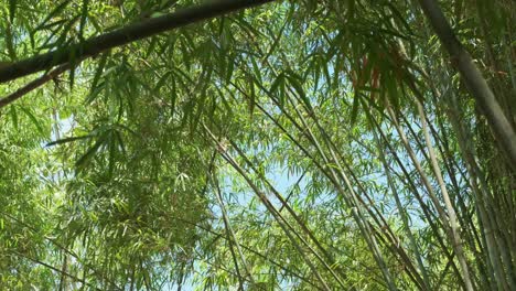tiro estático de cañas de bambú con follaje denso
