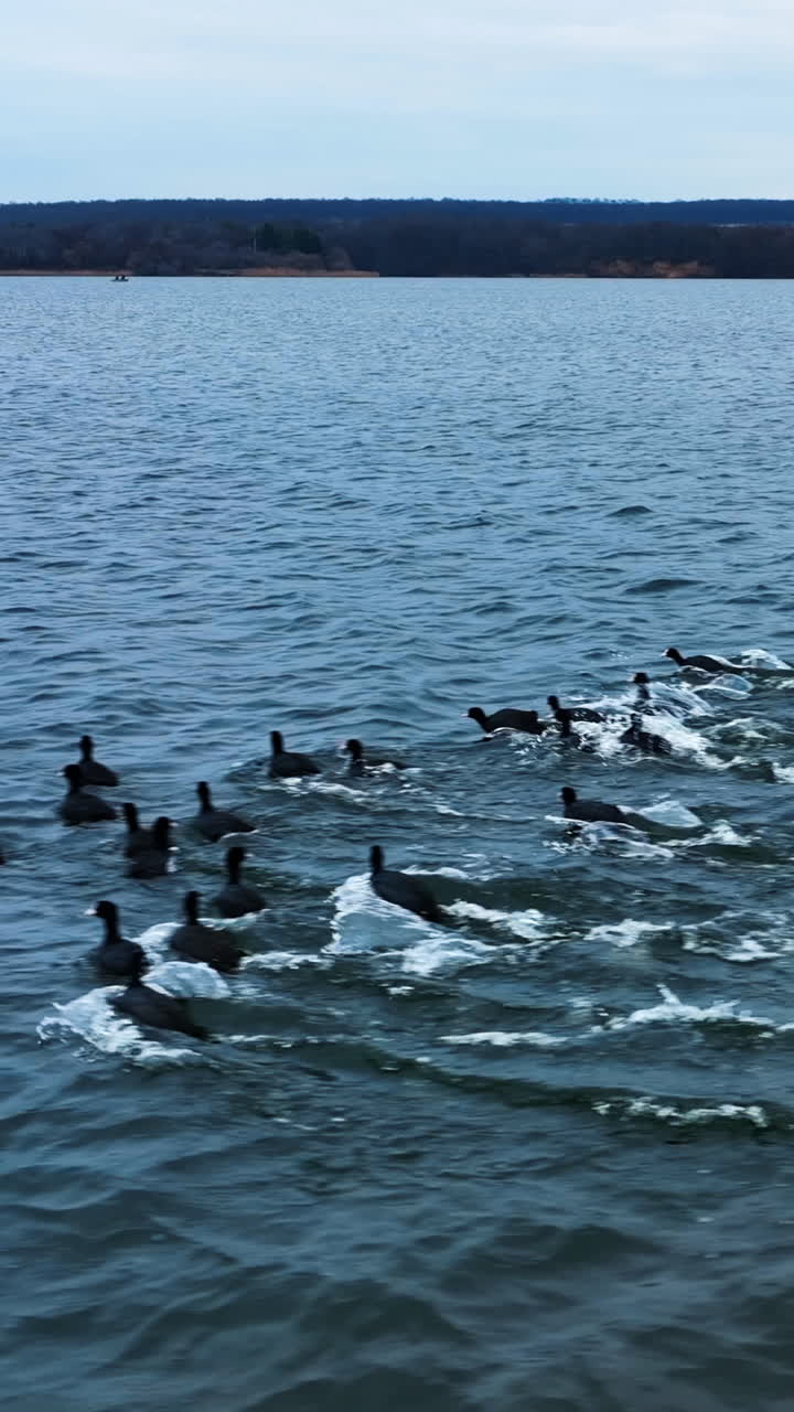 Waterfowls floating on the lake. Black ducks run away from drone. River bank with trees at the background. Vertical video