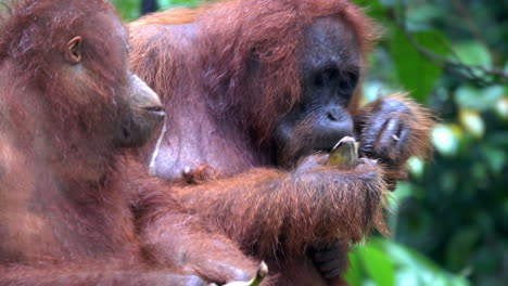 two female orangutans eat bananas in borneo