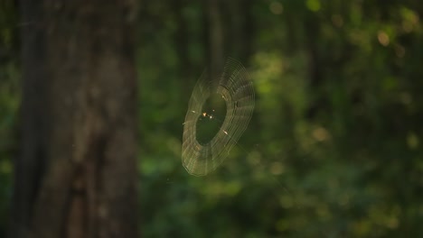 Una-Pequeña-Araña-Hace-Girar-Una-Hermosa-Red-Espiral-De-Seda-En-Un-Bosque-Verde,-Los-últimos-Rayos-Solares-Iluminan-El-Intrincado-Patrón-Geométrico-Mientras-Sopla-Una-Suave-Brisa-En-Un-Día-De-Verano-En-África