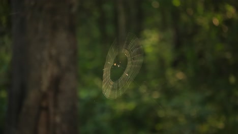 una pequeña araña teje una hermosa red espiral de seda en un bosque verde, los últimos rayos del sol iluminan el intrincado patrón geométrico mientras sopla una suave brisa en un día de verano en áfrica