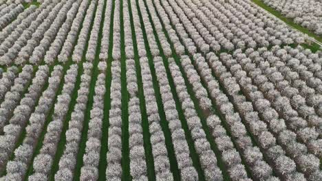 Die-Kirschplantagen-In-Door-County,-Wisconsin-Stehen-Jedes-Jahr-Im-Frühling-In-Voller-Blüte