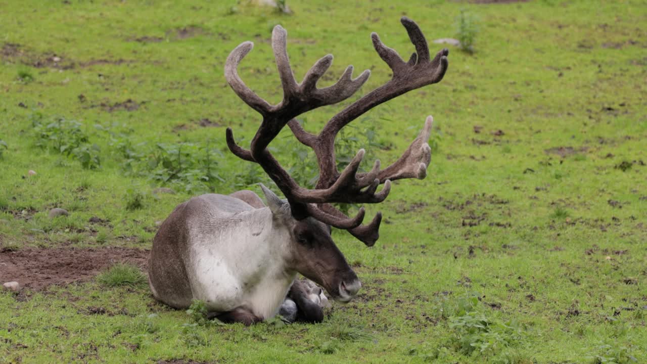 el reno (rangifer tarandus) en el prado verde.