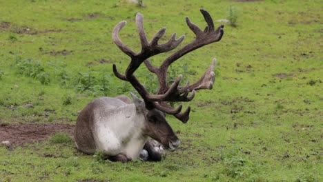 reindeer (rangifer tarandus) on the green grassland.