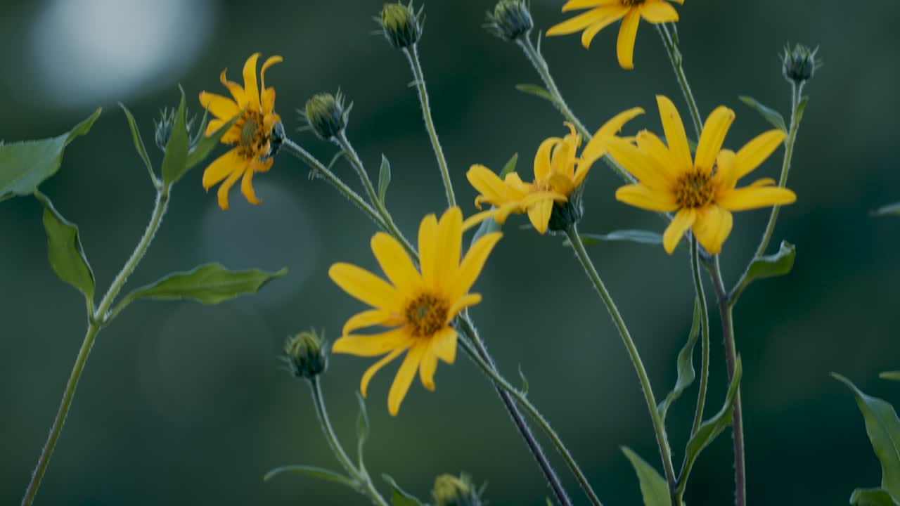 예루살렘 아티초크 helianthus tuberosus 노란색 꽃 저녁 황혼 빛 패닝 보기