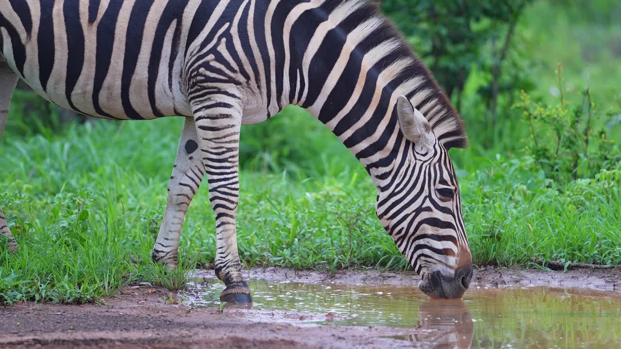 Famiglia di zebre che beve acqua, primo piano