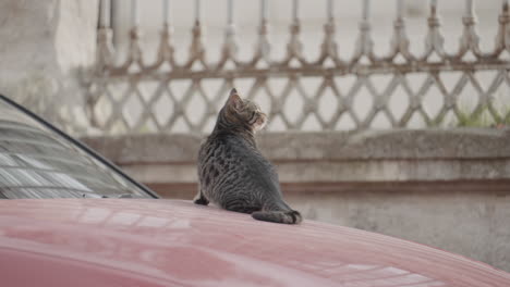 kitten on a car hood