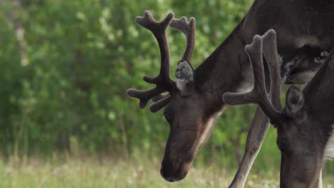 Close-Up-Of-Two-Finnish-Forest-Raindeers-Grazing-On-The-Field-In-Anderdalen-National-Park,-Norway