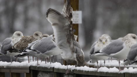 Seagulls-lined-up-on-a-wooden-railing-while-it-is-snowing