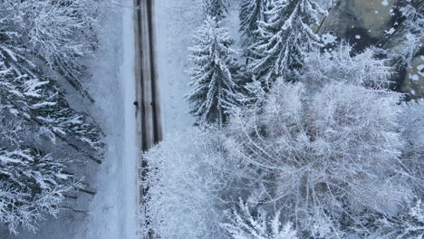 Persons-Walking-Through-Winter-Forest-Road-Among-Spruce-And-Pines-Near-Deby-Village,-Poland