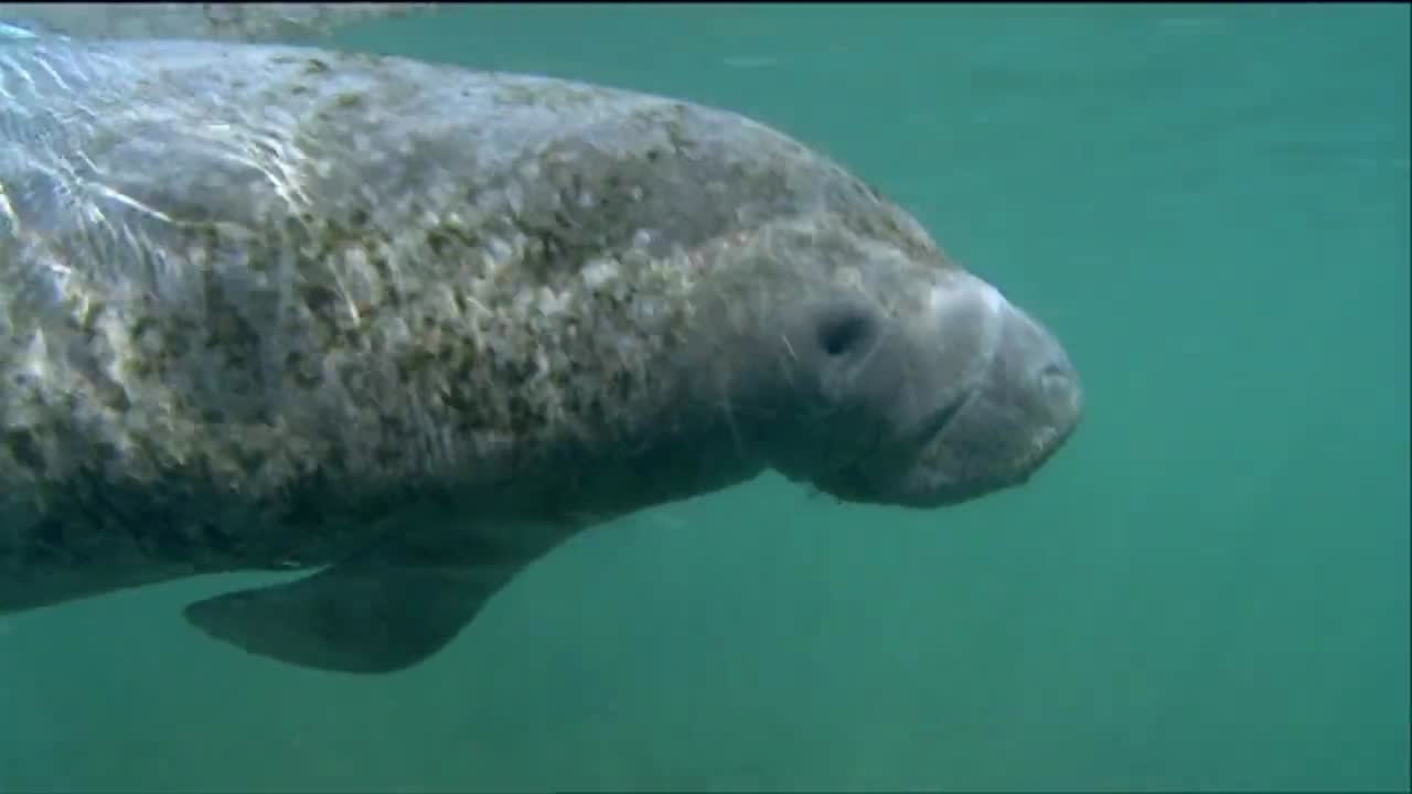 매너티가 물속에서 헤엄치고 있다 4