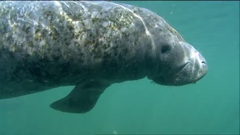 a manatee swims underwater 4