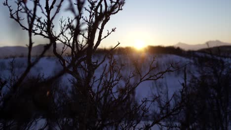 circling video of a tree branch in a winter landscape with the sun setting in the background