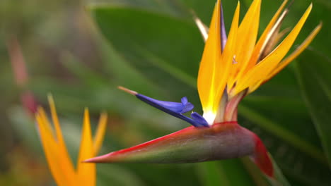 close-up of a bird of paradise flower